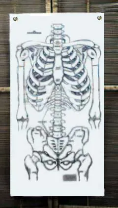 King's Kung Fu and Tai Chi Skeleton Chart
